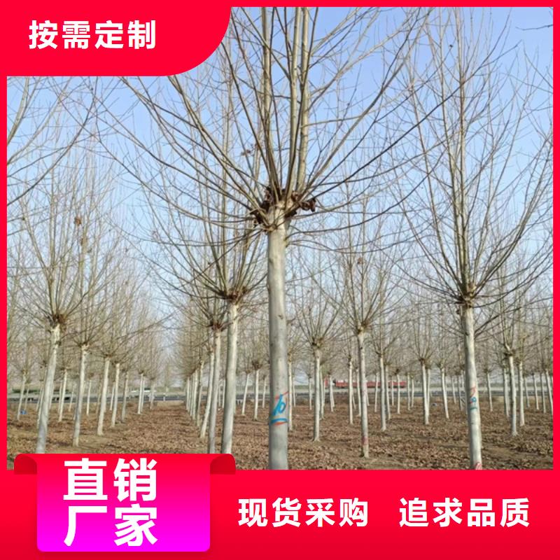 黄金槐视频-广西省河池市|天峨|南丹|贺州|梧州|北海|崇左|贵港|柳州黄金槐-翌昊