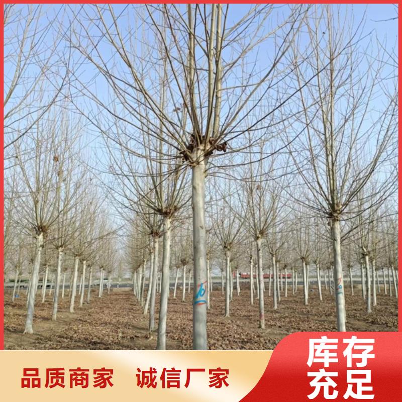 法桐,樱花当地厂家值得信赖