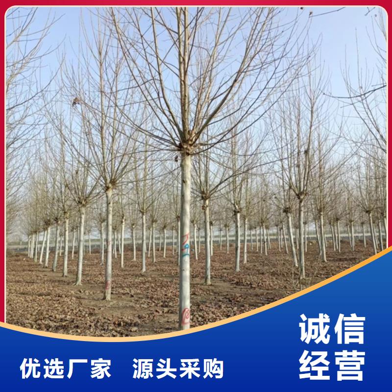 法桐五角枫真材实料