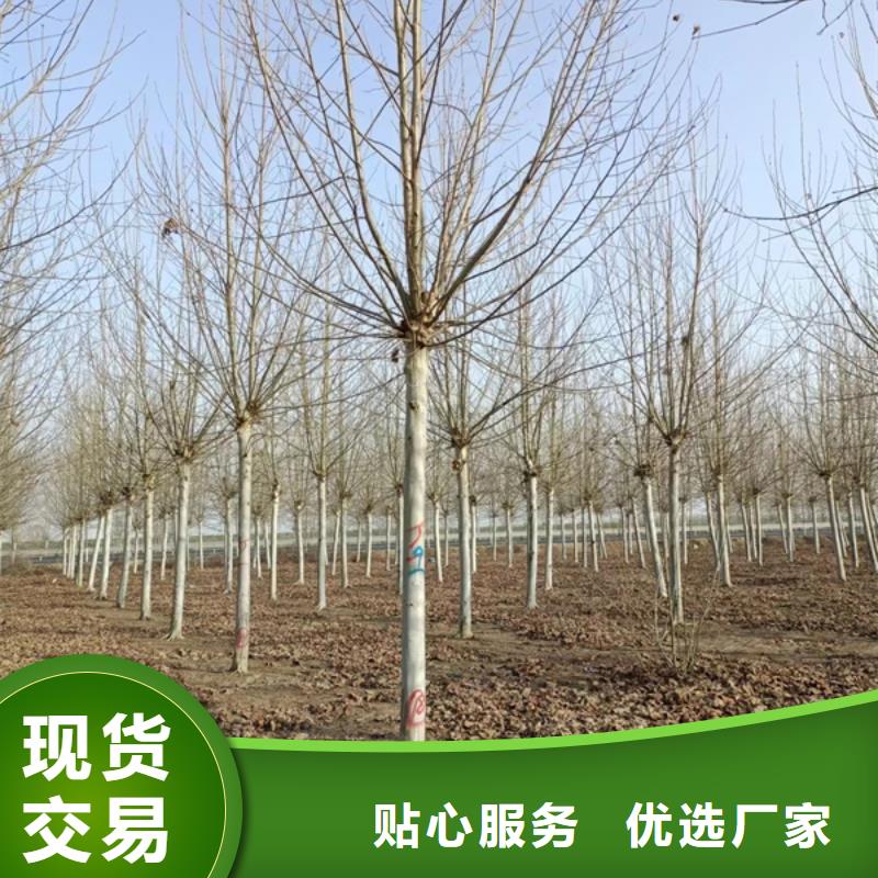 生产造型法桐的供货商