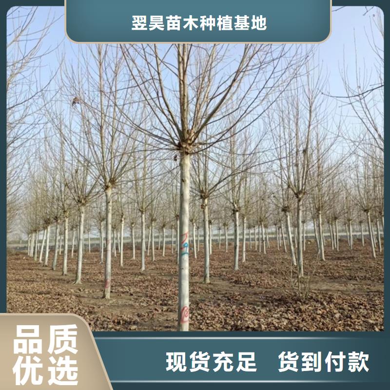 价格低的法桐造型法桐速生法桐法桐小苗供货商