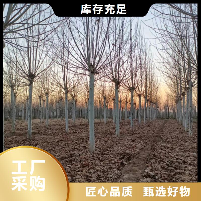 法桐五角枫产品优良
