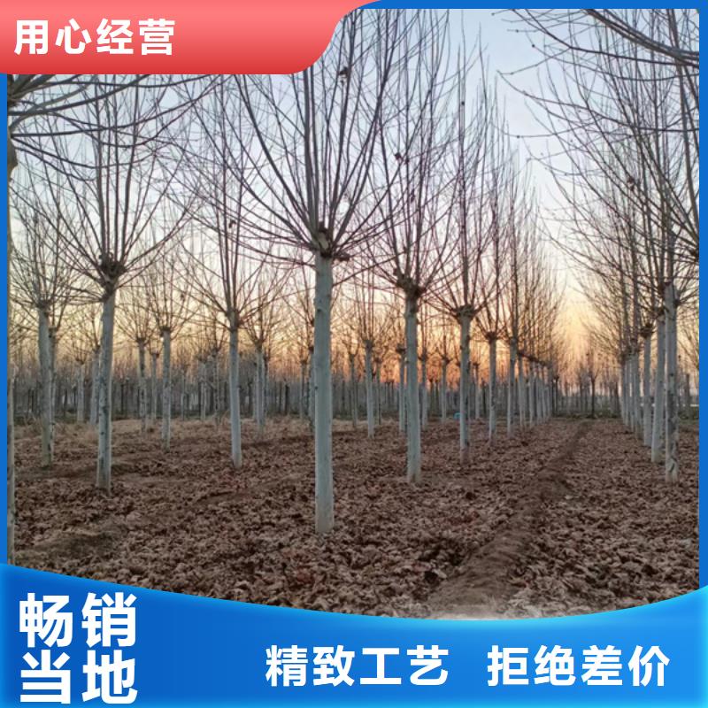 法桐白蜡省心又省钱