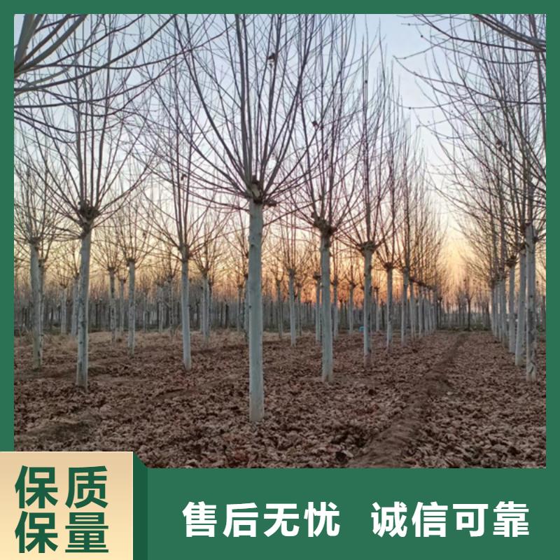 10公分法桐价格种植基地法桐