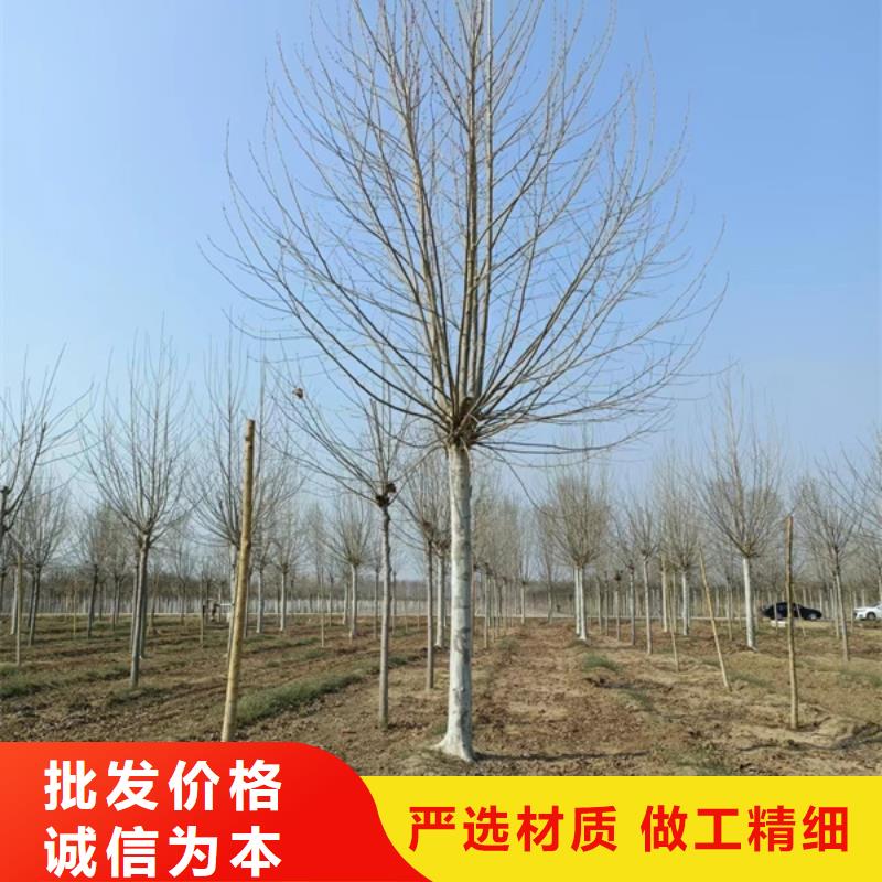 法桐金叶槐品类齐全