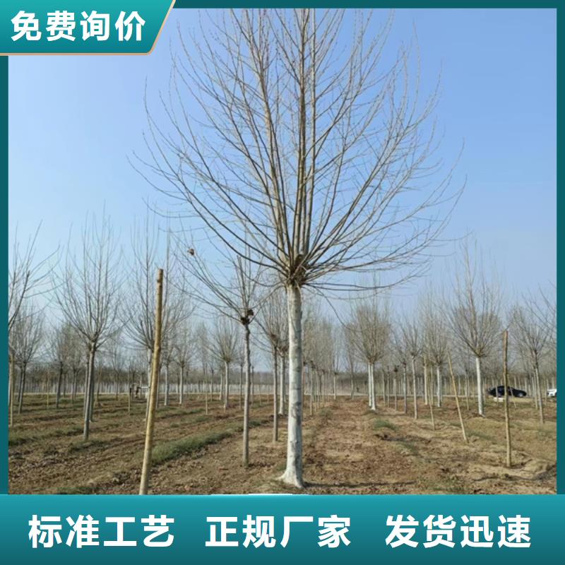 法桐白蜡好货直销