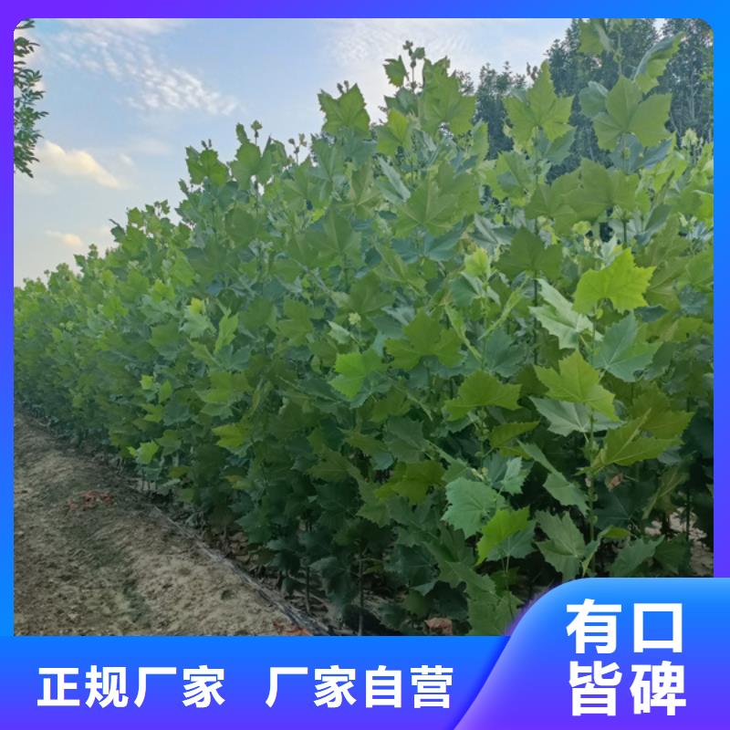  法桐货源足质量好