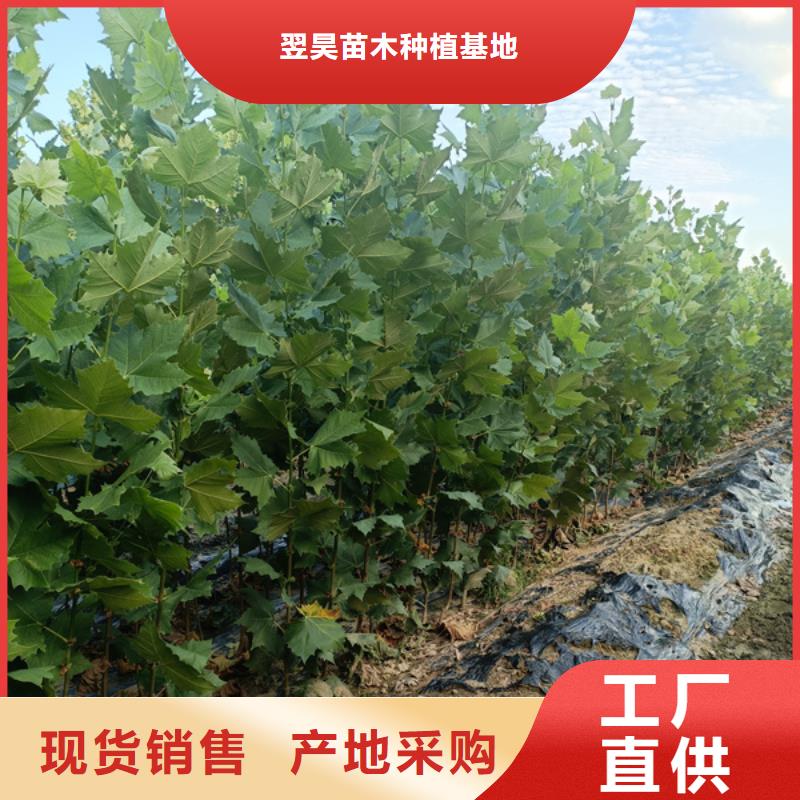  法桐货源足质量好