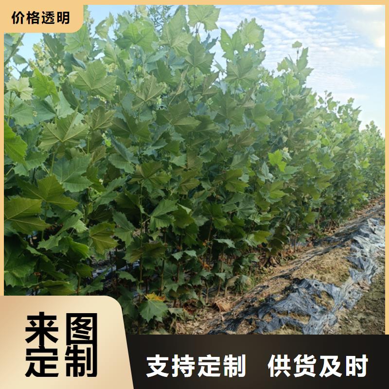 【法桐厂家直接面向客户】