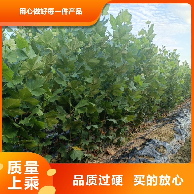 法桐价格种植基地法桐