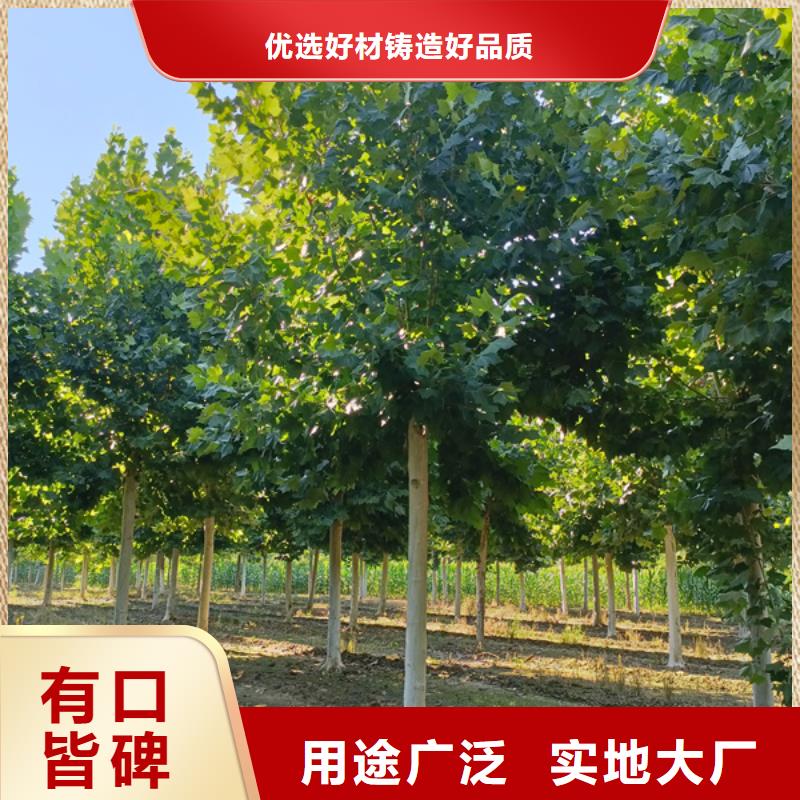 黄金槐视频-广西省河池市|天峨|南丹|贺州|梧州|北海|崇左|贵港|柳州黄金槐-翌昊