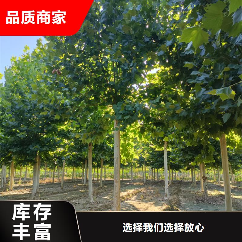 法桐价格质量放心法桐