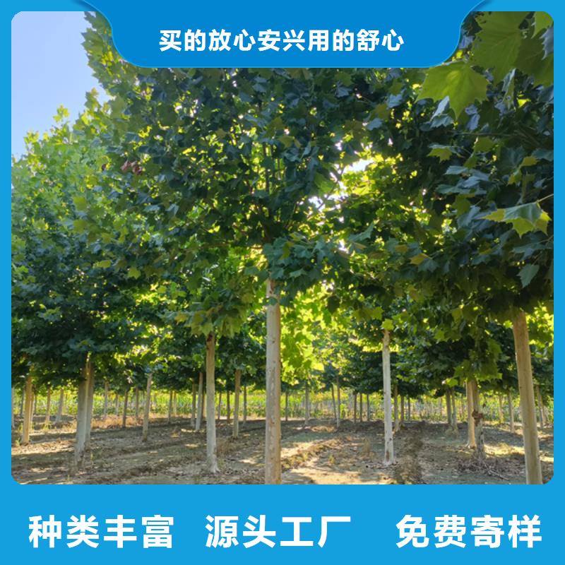 法桐国槐厂家直销供货稳定