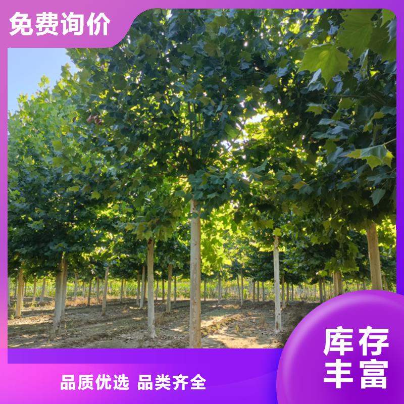 法桐黄金槐价格透明