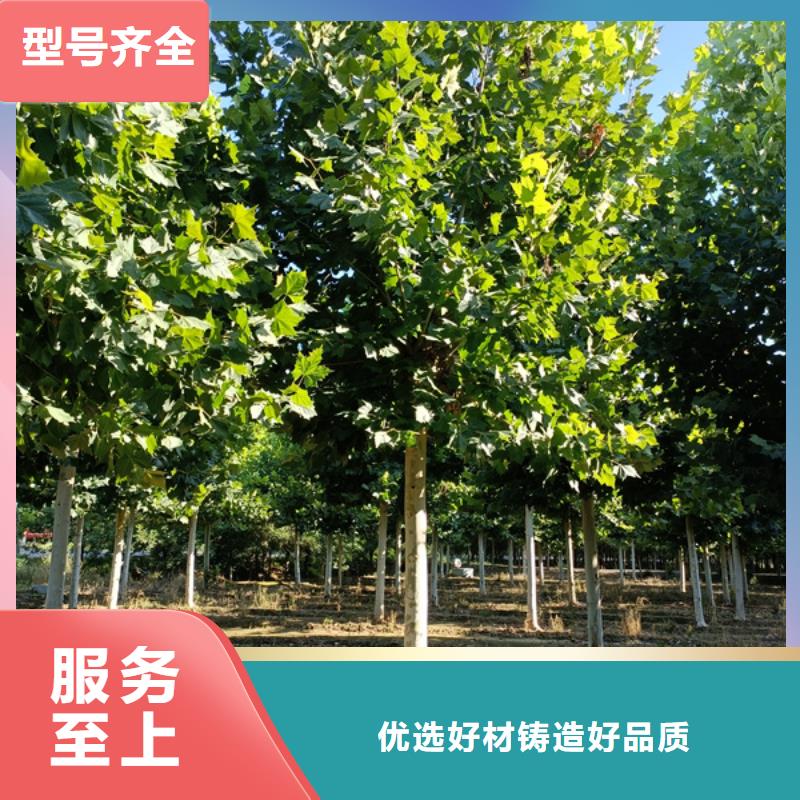 法桐价格质量放心法桐