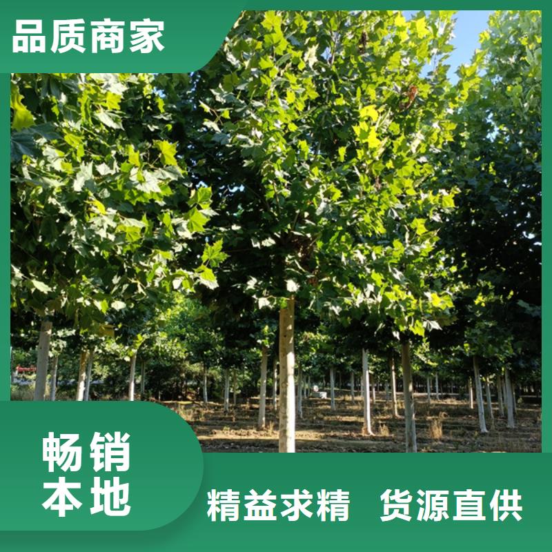 法桐黄金槐现货批发