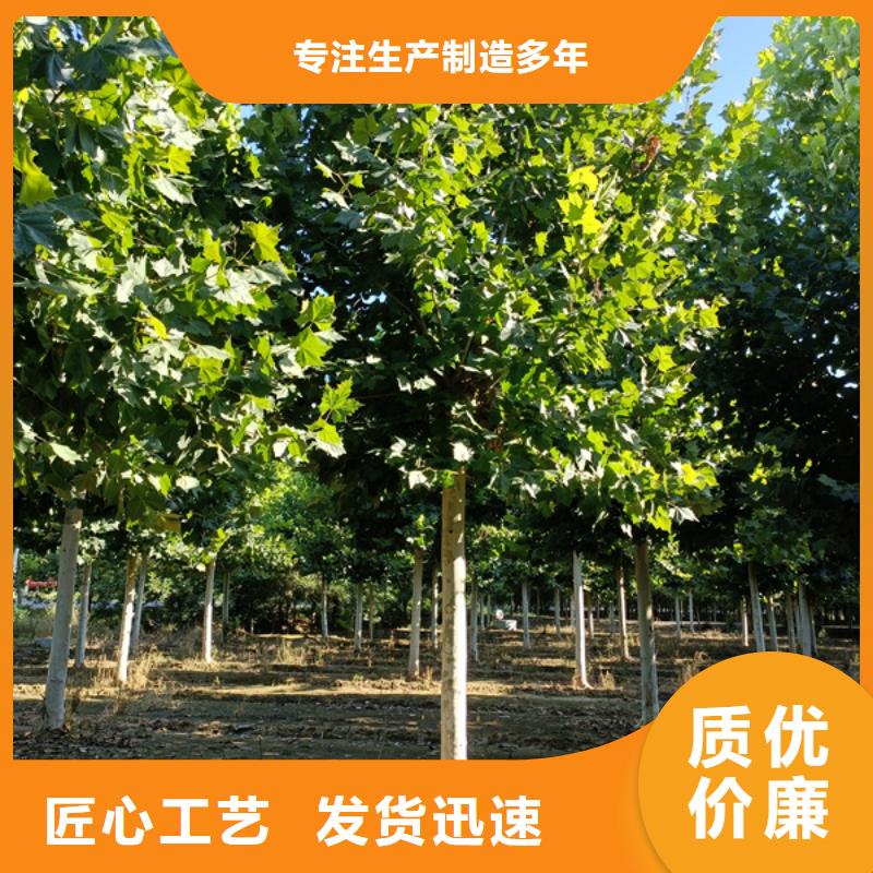 法桐五角枫全新升级品质保障