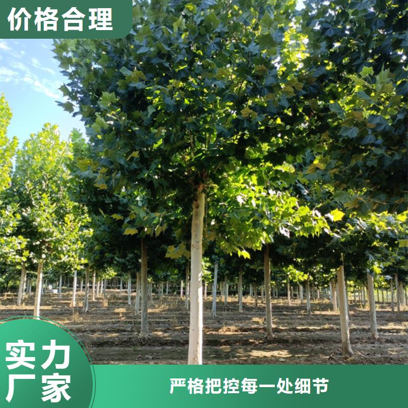 法桐白蜡源头厂家来图定制