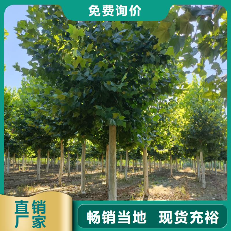 法桐欢迎订购法桐