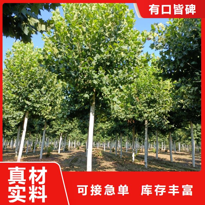法桐黄金槐源厂定制