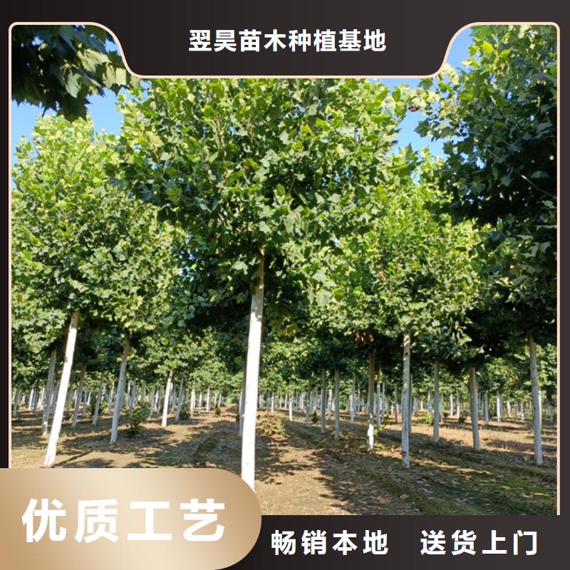 法桐-美国红枫实力厂家直销