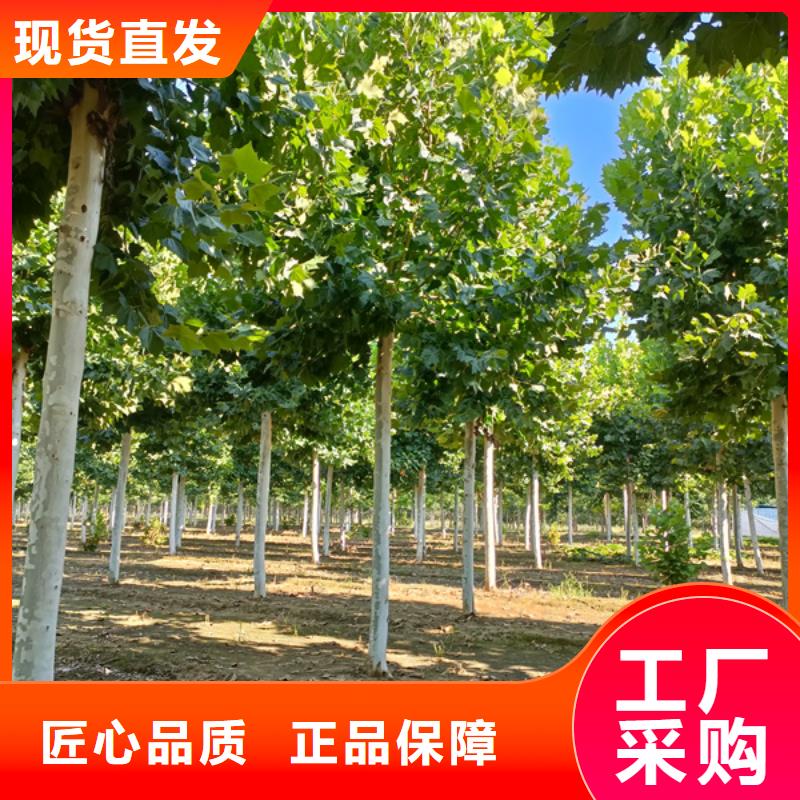  法桐拥有多家成功案例