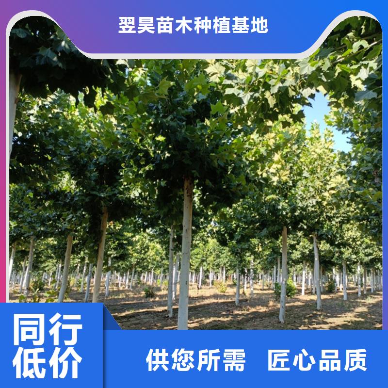 法桐 黄金槐有口皆碑