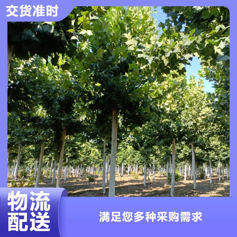 法桐截杆发帽一手货源源头厂家