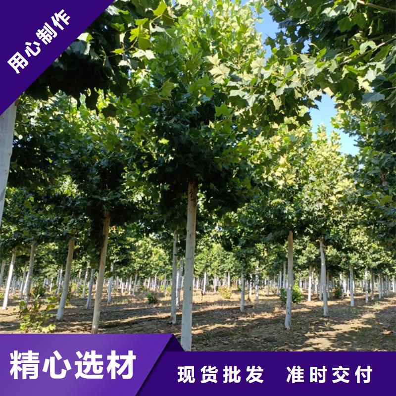 法桐 黄金槐超产品在细节