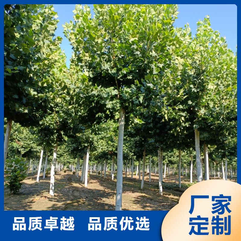 法桐白蜡好货直销