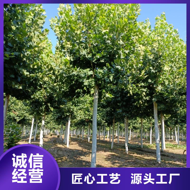 法桐金叶复叶槭您想要的我们都有