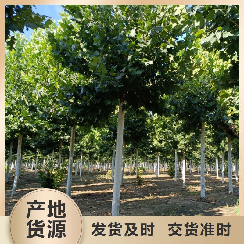 黄金槐-视频-盐边|米易|雅安|资阳|甘孜|成都|宜宾|德阳|眉山黄金槐您想要的我们都有-翌昊苗木种植基地(攀枝花市分公司)