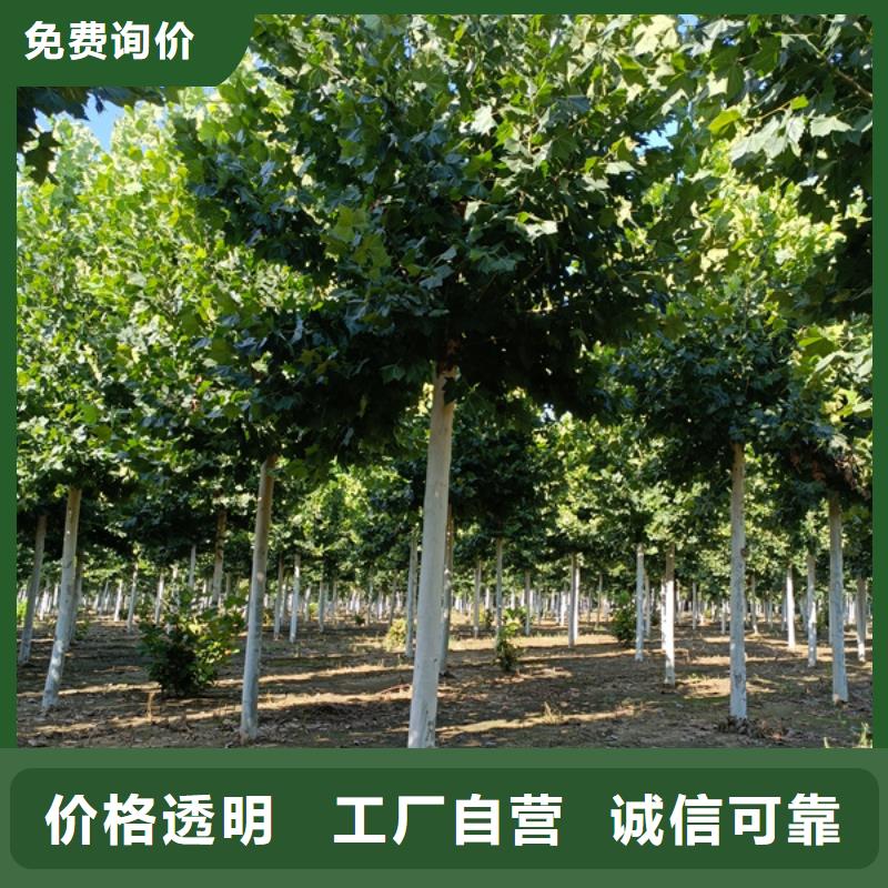 法桐_黄金槐规格型号全
