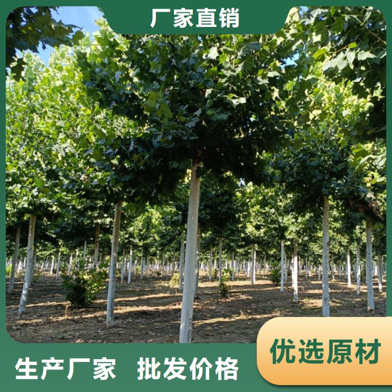 法桐截杆发帽一手货源源头厂家