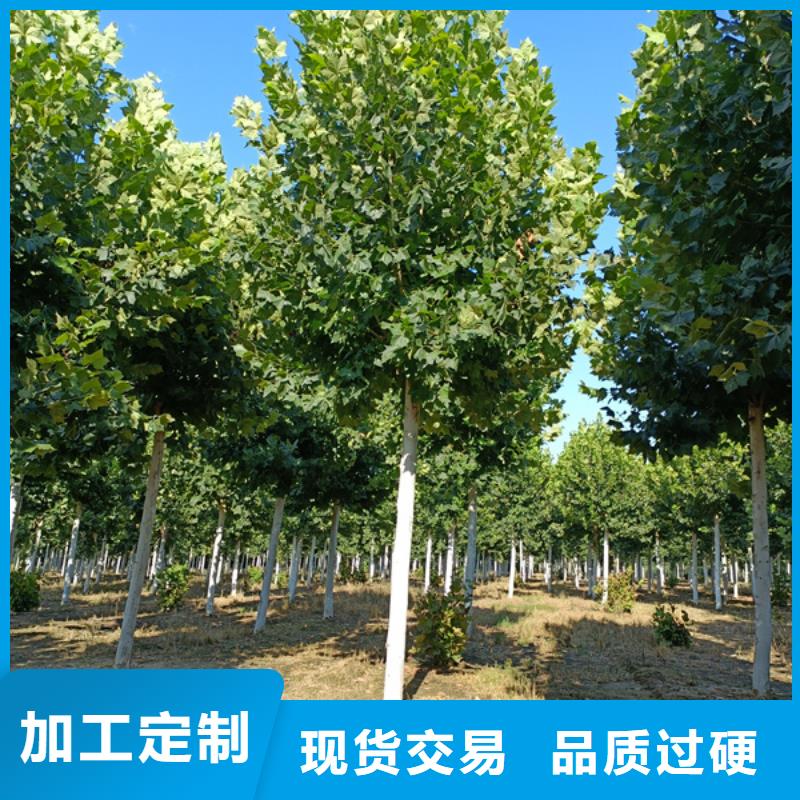 黄金槐视频-黄金槐(翌昊)覆盖地域四川省巴中市巴州|平昌|广元|眉山|德阳|甘孜|南充|绵阳
