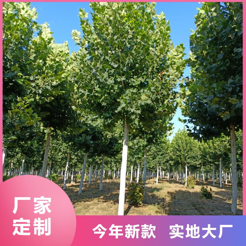 法桐金叶槐品类齐全
