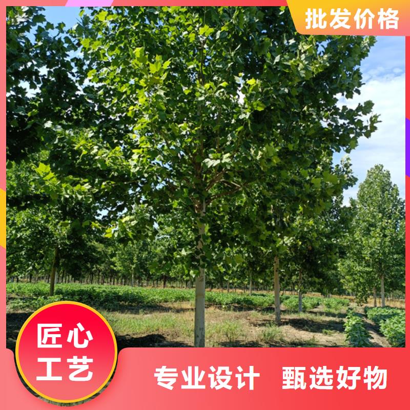  法桐以质量求生存