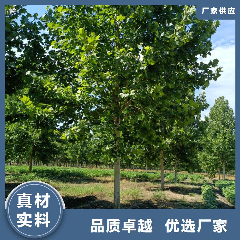 法桐金叶白蜡以质量求生存