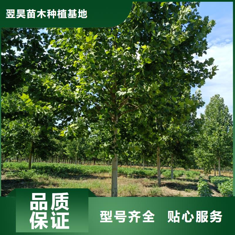 法桐 炫丽海棠一站式供应