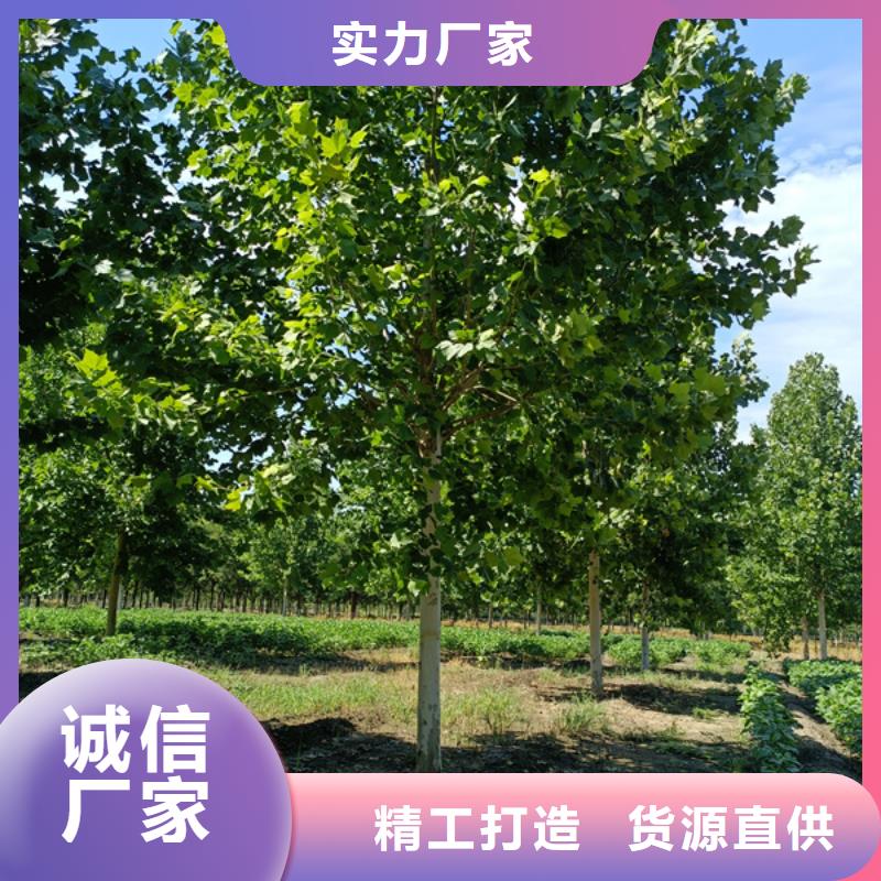 法桐 截杆发帽质量检测