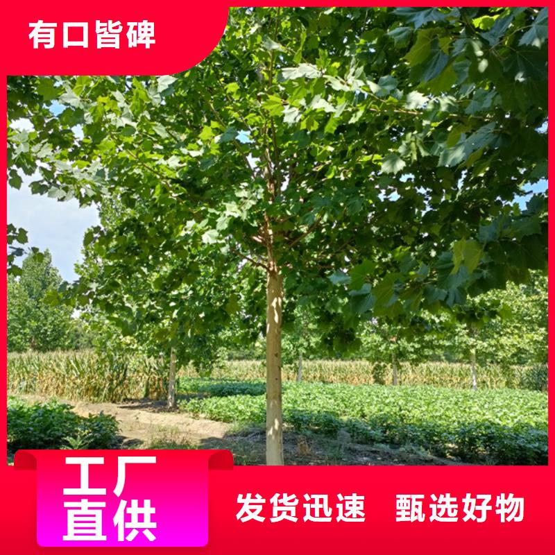 法桐国槐厂家直销供货稳定