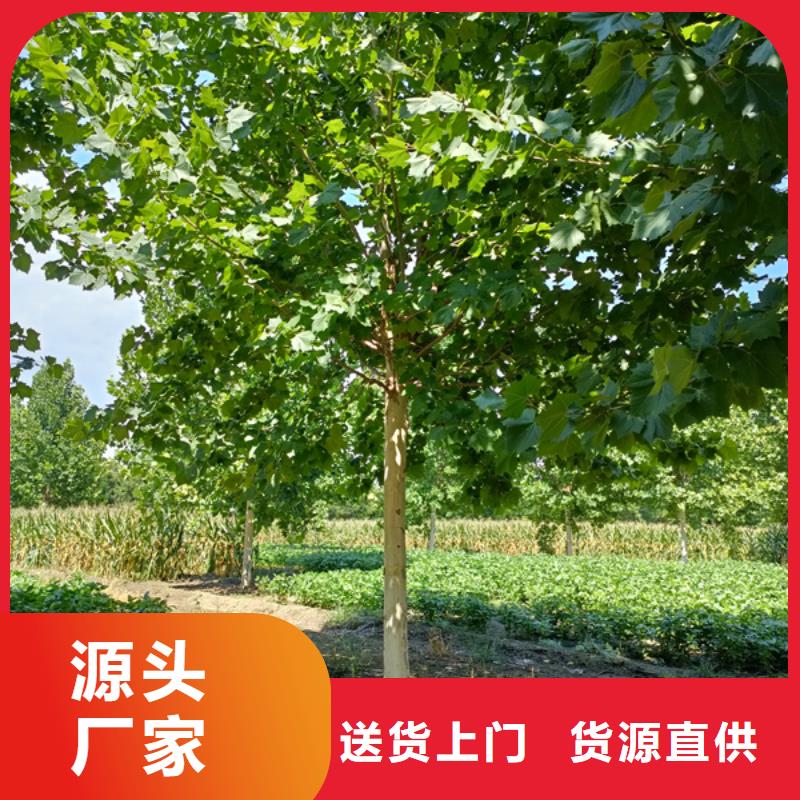 法桐,国槐客户信赖的厂家