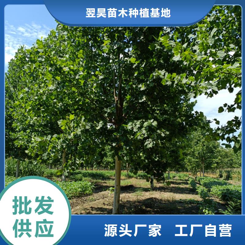 法桐 国槐今年新款
