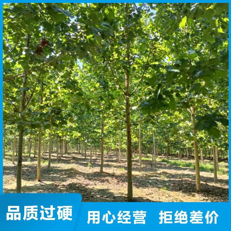 法桐美国红枫详细参数