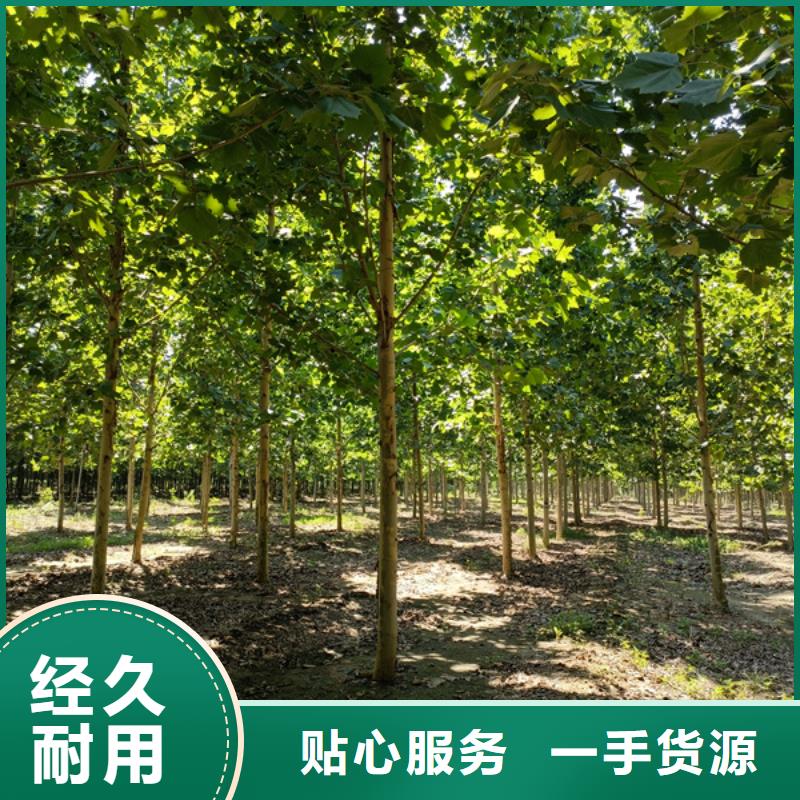 造型法桐放心选择法桐