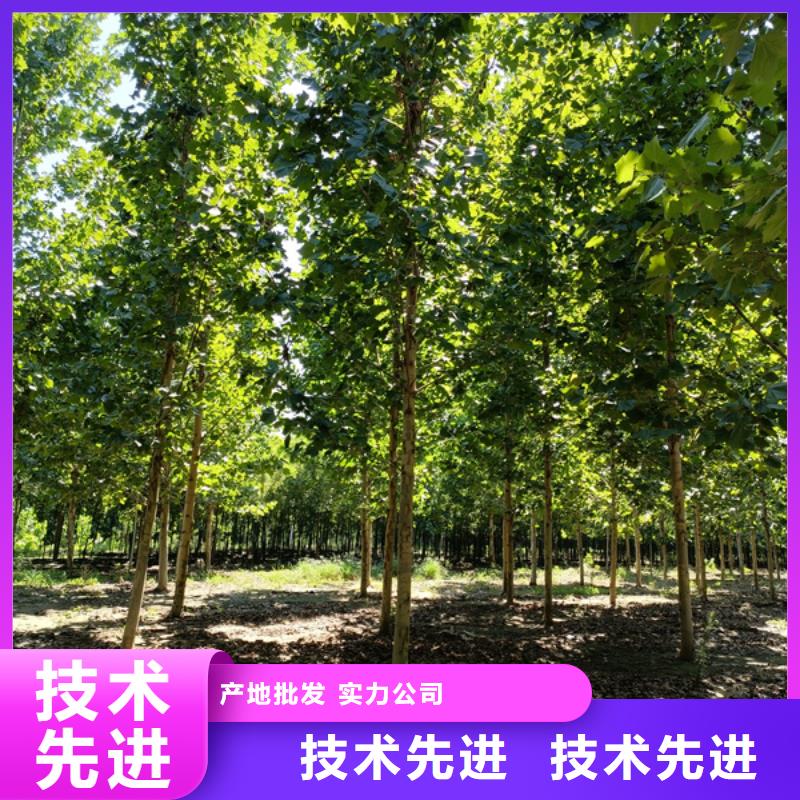 法桐美国红枫48小时发货