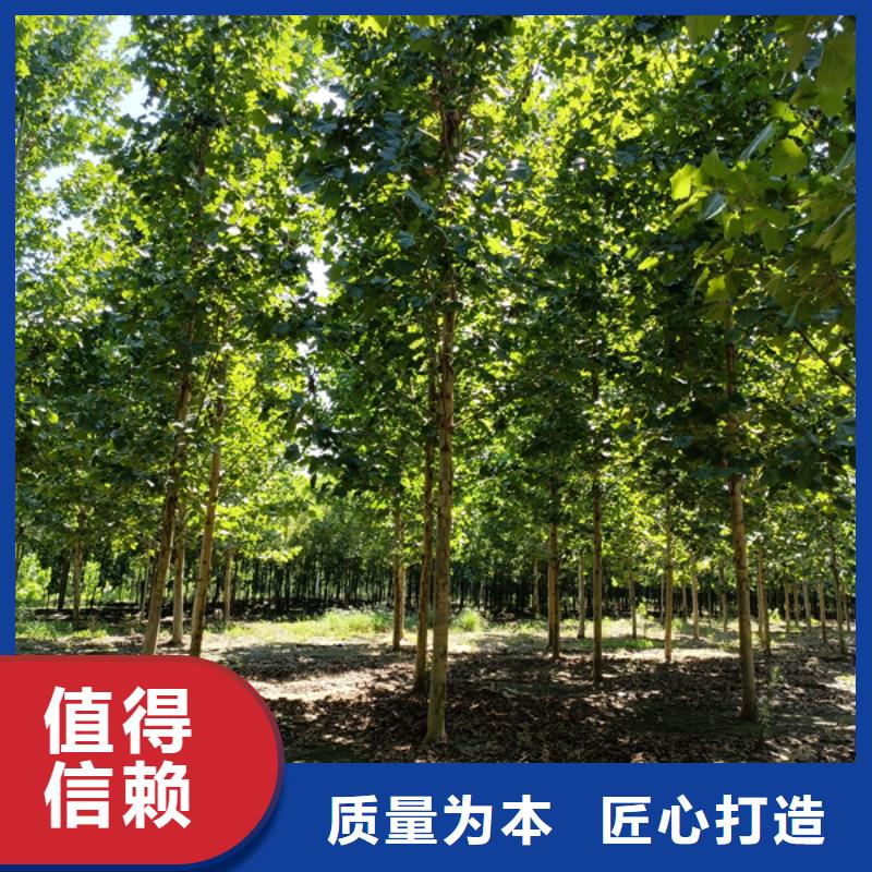 法桐黄金槐48小时发货