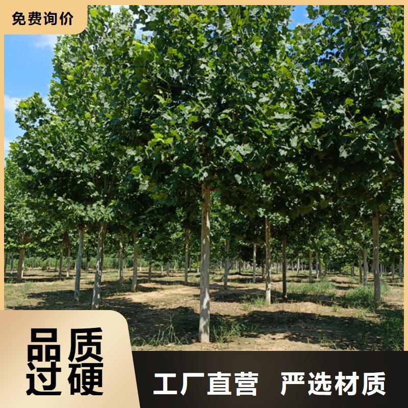  法桐极速发货