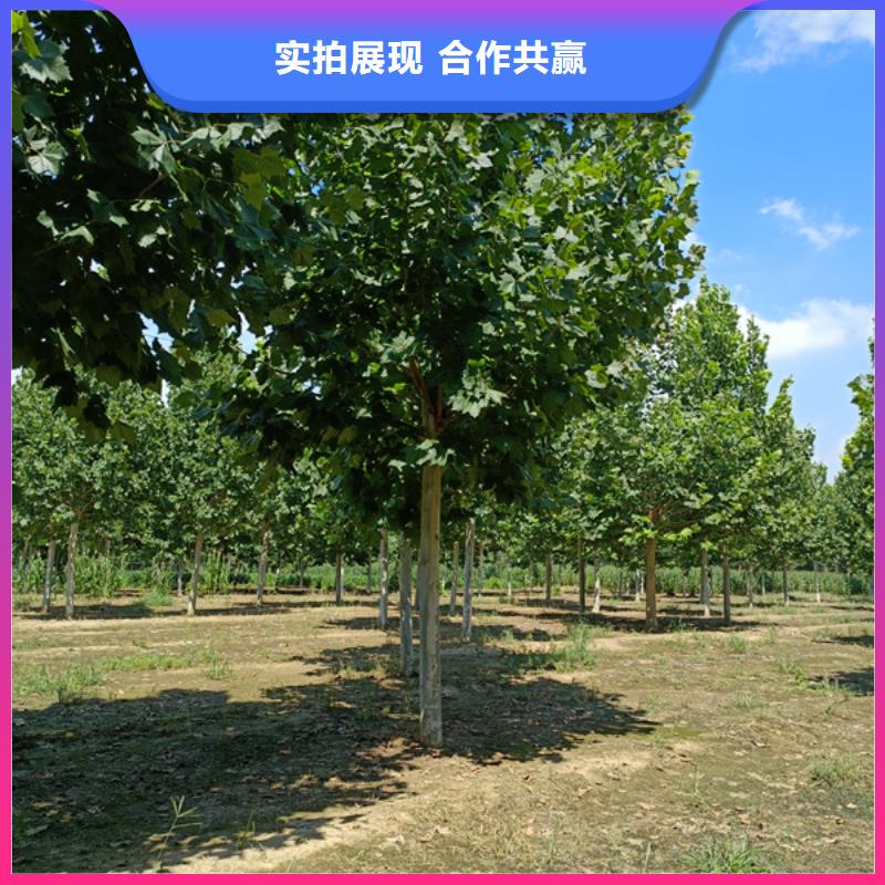 法桐金叶复叶槭支持加工定制