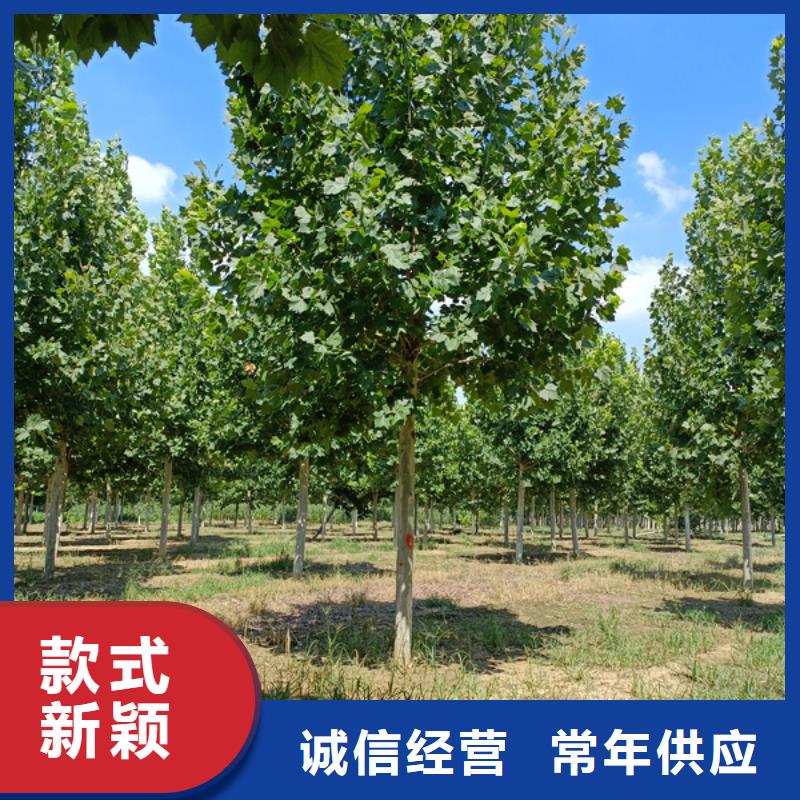 法桐 黄金槐超产品在细节